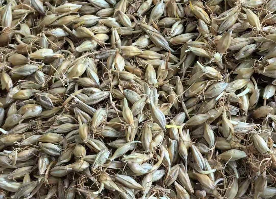 許昌智工炒貨機