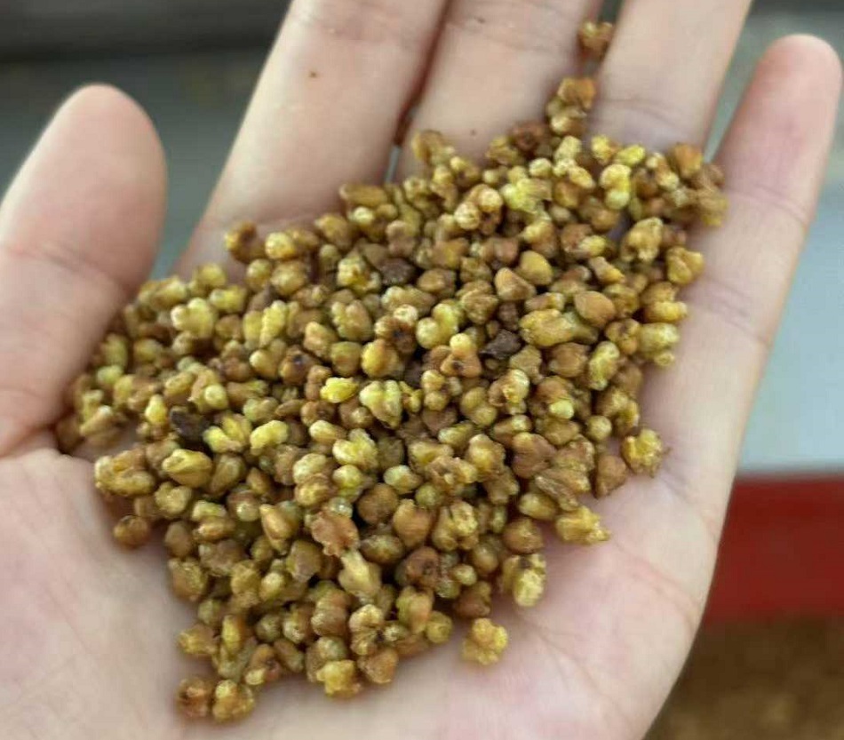 許昌智工炒苦蕎設備